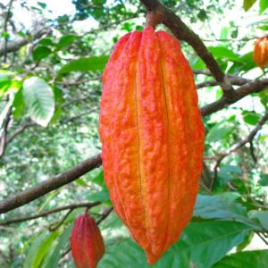 Rich Aroma Cocoa Beans