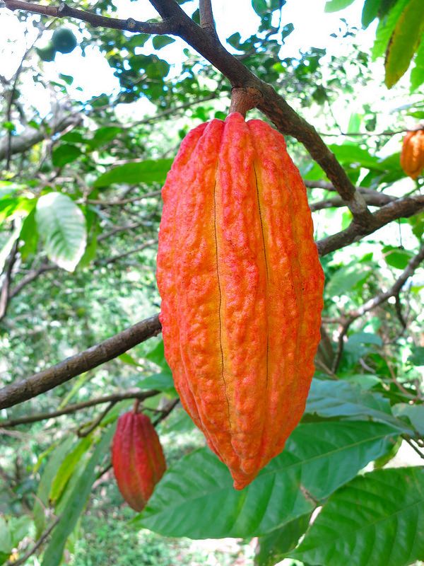 Rich Aroma Cocoa Beans