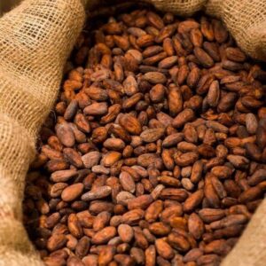 Fresh Premium Cocoa Beans