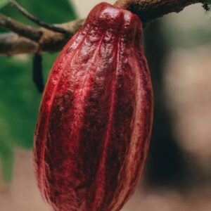 Single-Origin Cocoa Beans