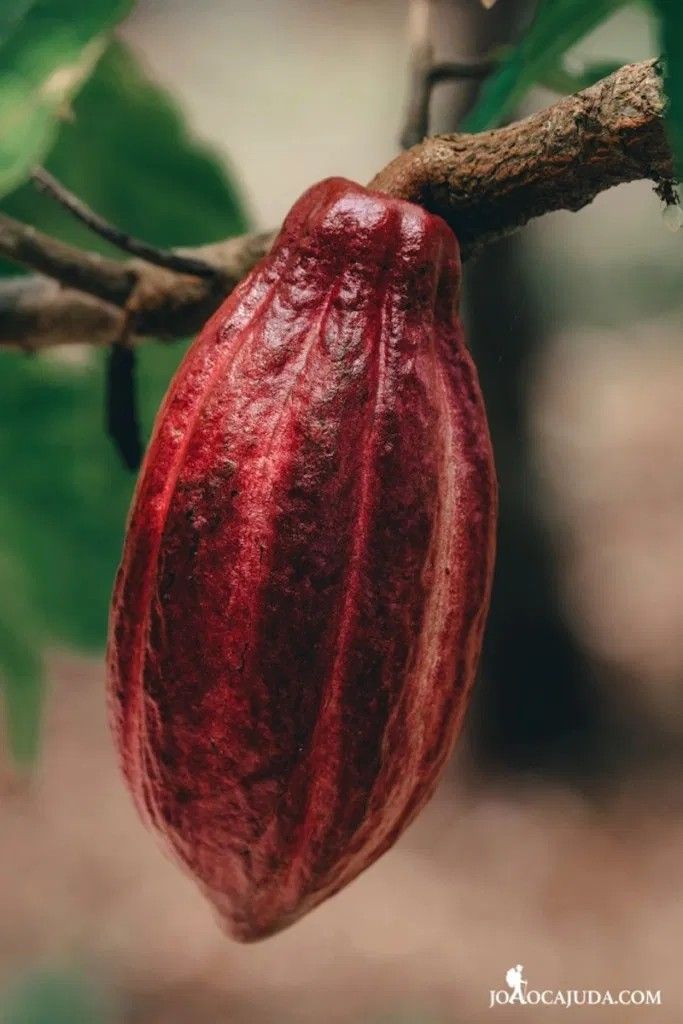 Single-Origin Cocoa Beans