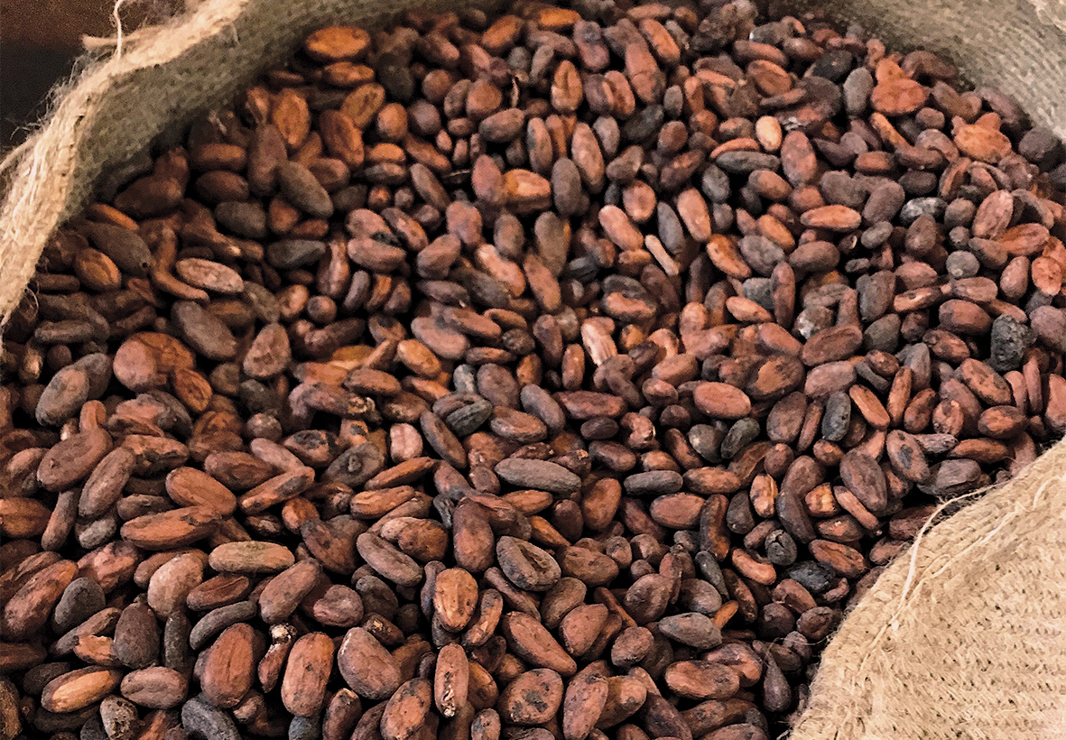 Premium Dried Cocoa Beans