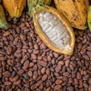 Fresh Cocoa Pod and Raw Cocoa Beans