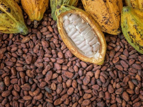 Fresh Cocoa Pod and Raw Cocoa Beans
